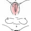 Vagina Sucker
